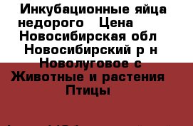Инкубационные яйца недорого › Цена ­ 12 - Новосибирская обл., Новосибирский р-н, Новолуговое с. Животные и растения » Птицы   